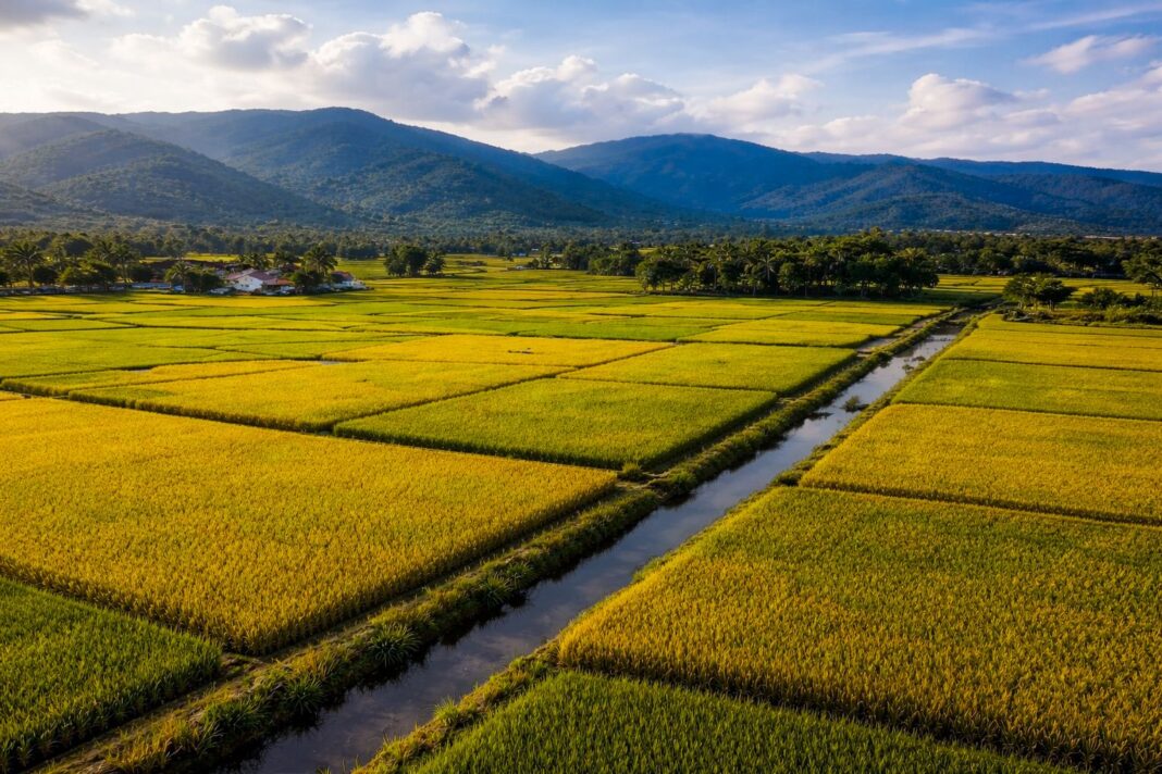 República Dominicana se posiciona como uno de los mayores productores de arroz en la región